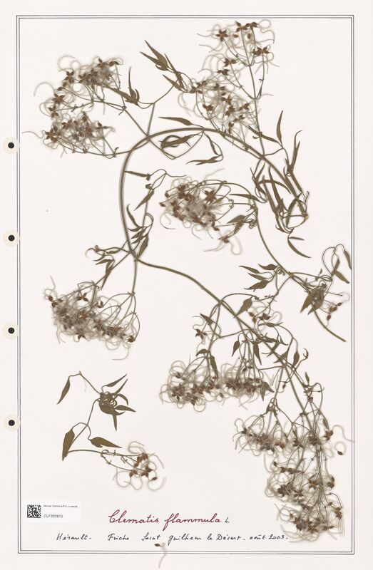 Clematis flammula  (Ranunculaceae)