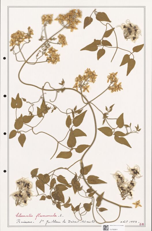 Clematis flammula  (Ranunculaceae)