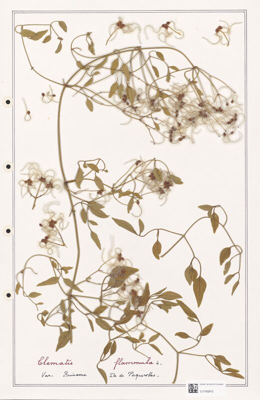 Clematis flammula  (Ranunculaceae)