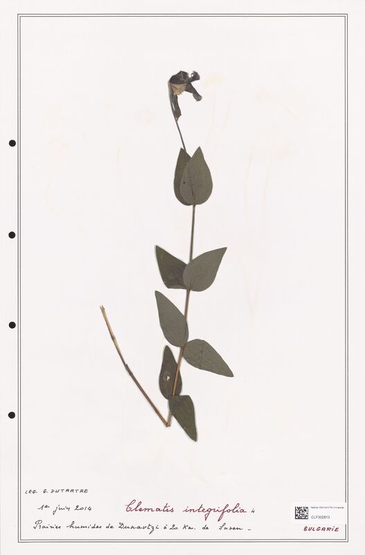 Clematis integrifolia  (Ranunculaceae)