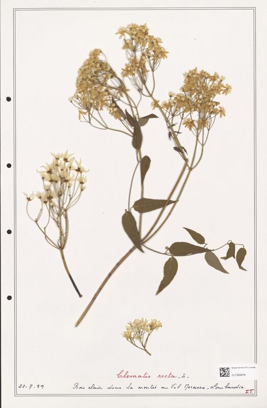 Clematis recta  (Ranunculaceae)