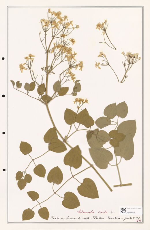 Clematis recta  (Ranunculaceae)