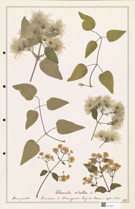 Clematis vitalba  (Ranunculaceae)