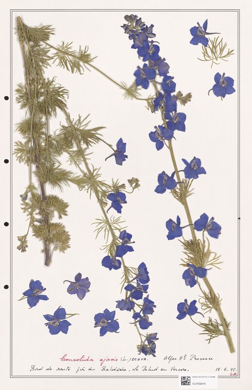 Consolida ajacis  (Ranunculaceae)