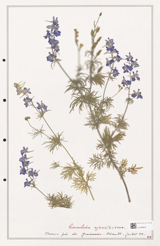 Consolida ajacis  (Ranunculaceae)