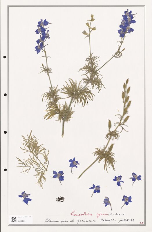 Consolida ajacis  (Ranunculaceae)