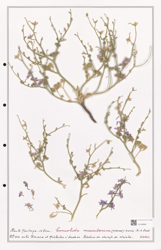 Consolida mauritanica  (Ranunculaceae)