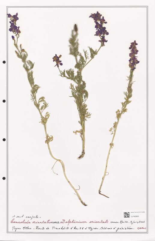 Consolida orientalis  (Ranunculaceae)