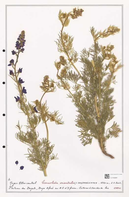 Consolida orientalis  (Ranunculaceae)