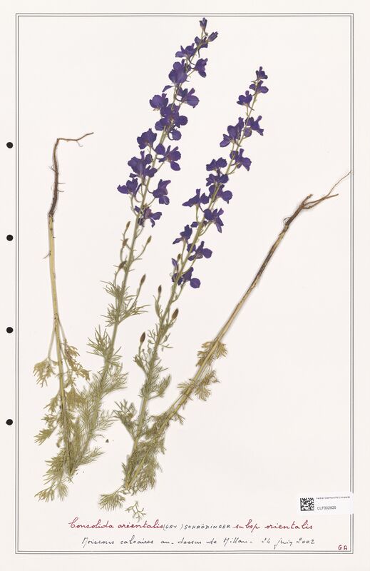 Consolida orientalis  (Ranunculaceae)