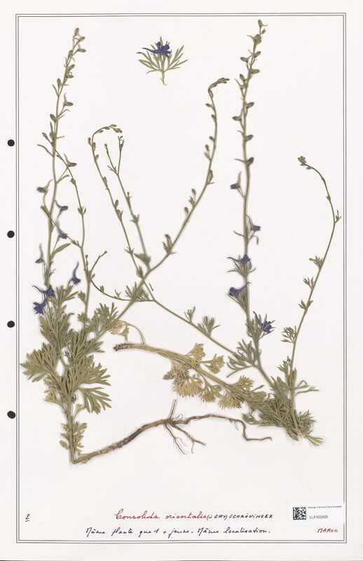 Consolida orientalis  (Ranunculaceae)