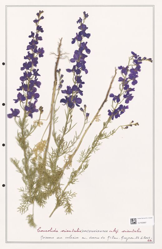 Consolida orientalis  (Ranunculaceae)