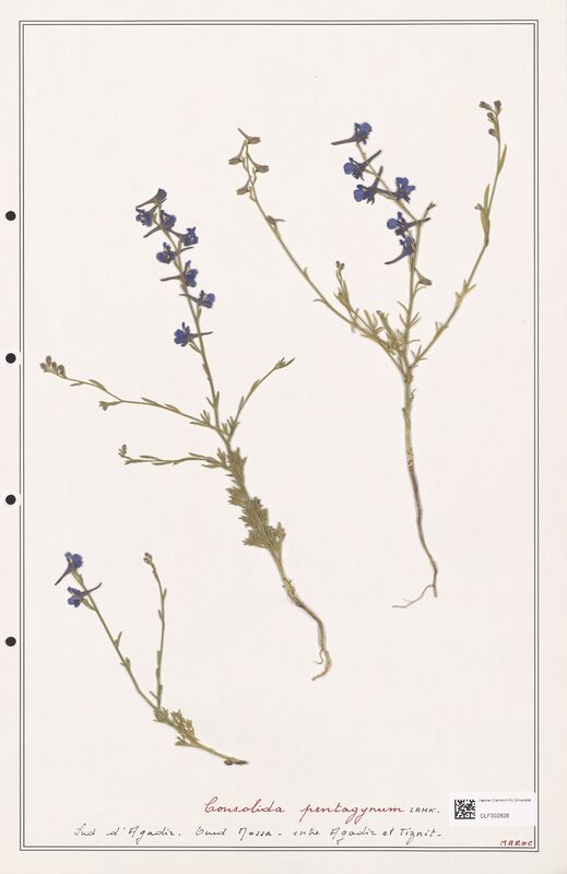 Consolida pentagynum  (Ranunculaceae)