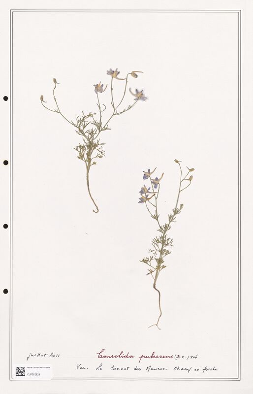 Consolida pubescens  (Ranunculaceae)