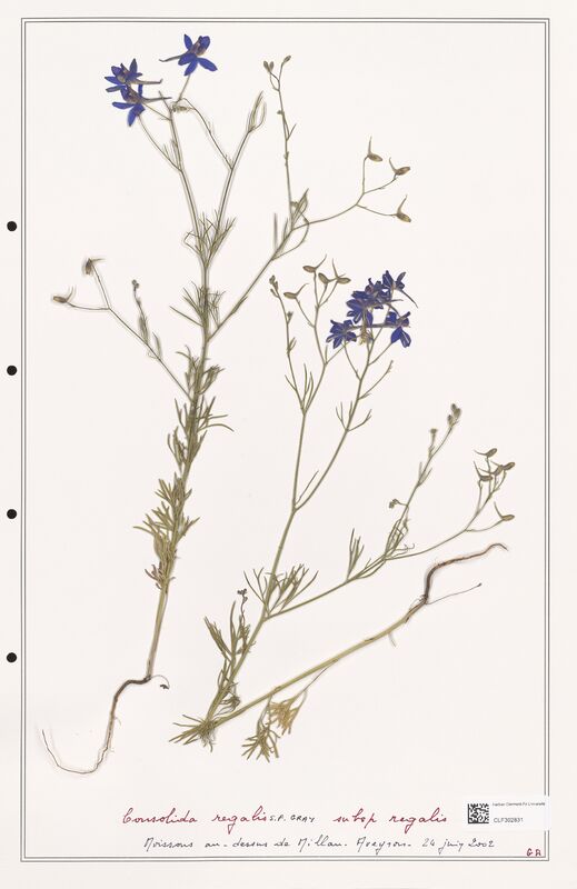 Consolida regalis  (Ranunculaceae)