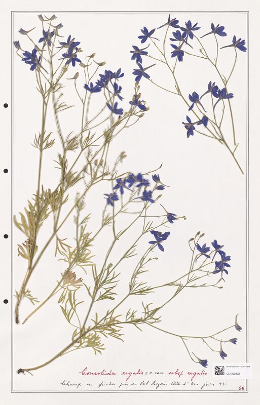 Consolida regalis  (Ranunculaceae)