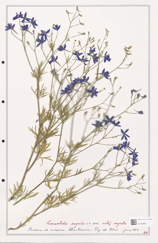 Consolida regalis  (Ranunculaceae)