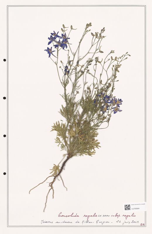 Consolida regalis  (Ranunculaceae)