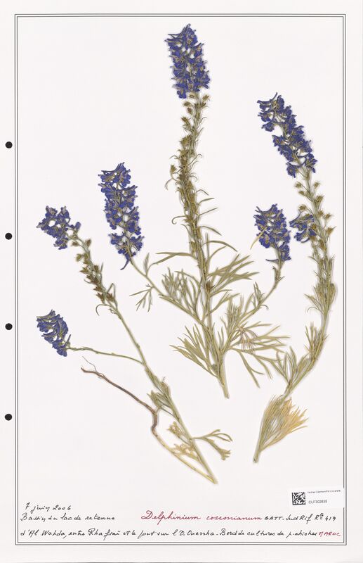 Delphinium cossonianum  (Ranunculaceae)