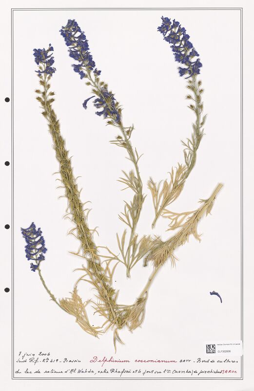 Delphinium cossonianum  (Ranunculaceae)