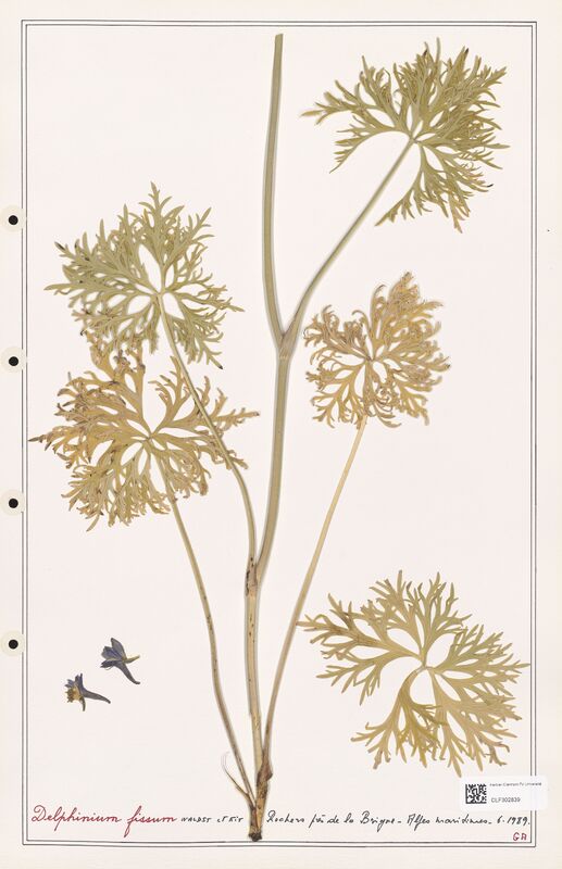 Delphinium fissum  (Ranunculaceae)