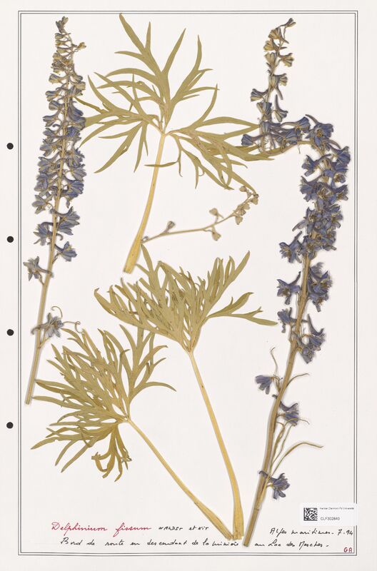 Delphinium fissum  (Ranunculaceae)