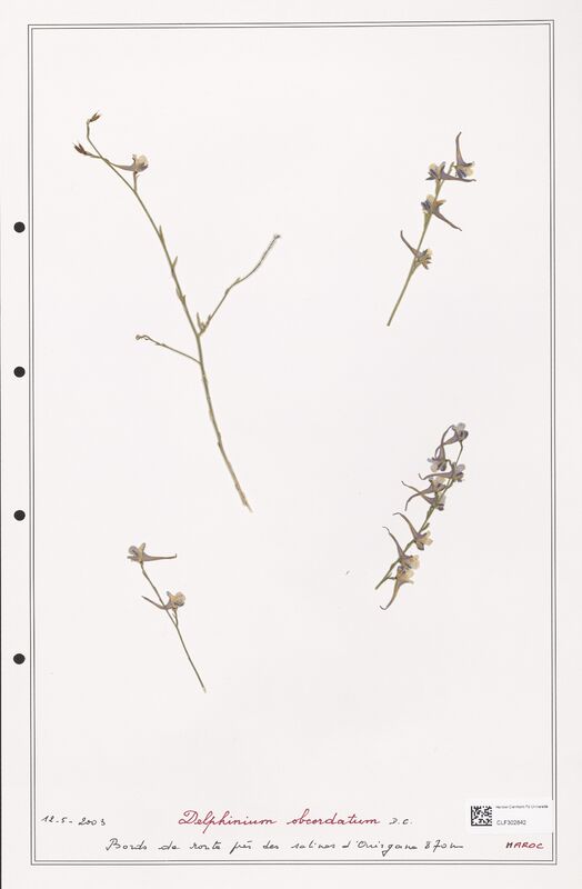 Delphinium obcordatum  (Ranunculaceae)