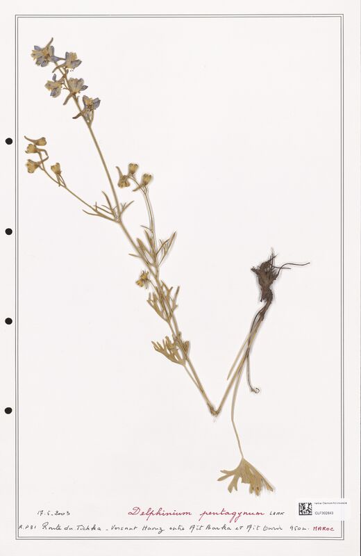 Delphinium pentagynum  (Ranunculaceae)