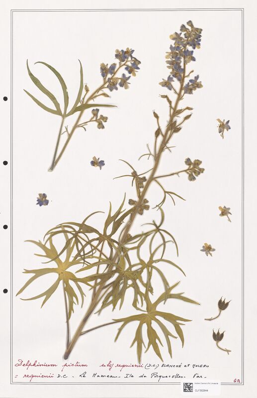 Delphinium pictum  (Ranunculaceae)