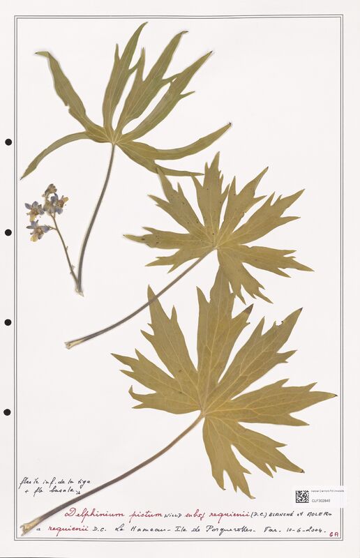 Delphinium pictum  (Ranunculaceae)