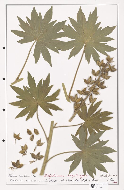 Delphinium staphisagria  (Ranunculaceae)