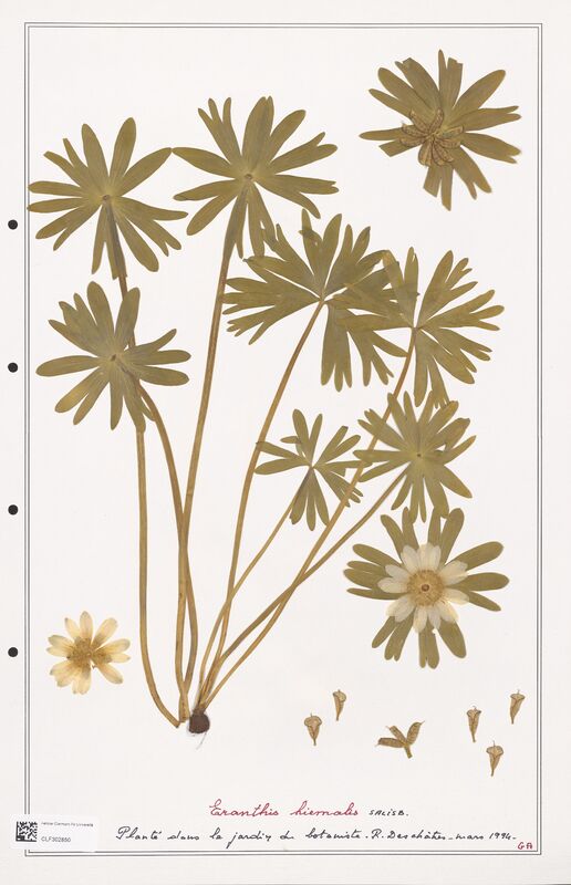 Eranthis hiemalis  (Ranunculaceae)