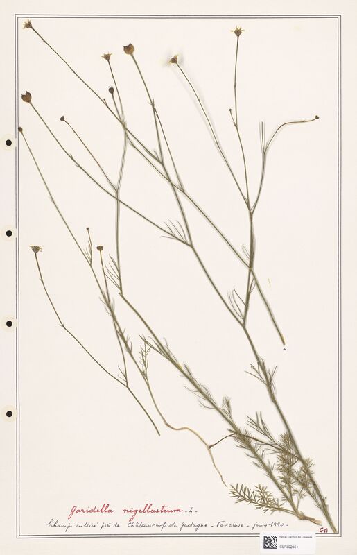 Garidella nigellastrum  (Ranunculaceae)