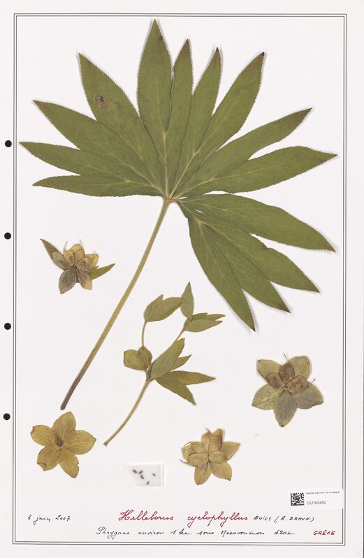 Helleborus cyclophyllus  (Ranunculaceae)