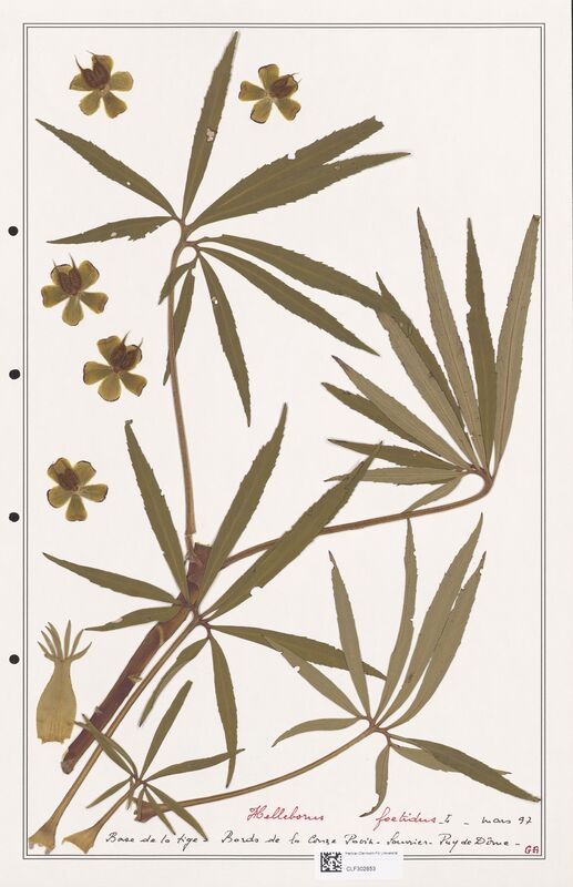 Helleborus foetidus  (Ranunculaceae)