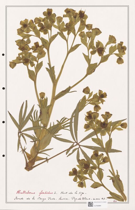 Helleborus foetidus  (Ranunculaceae)