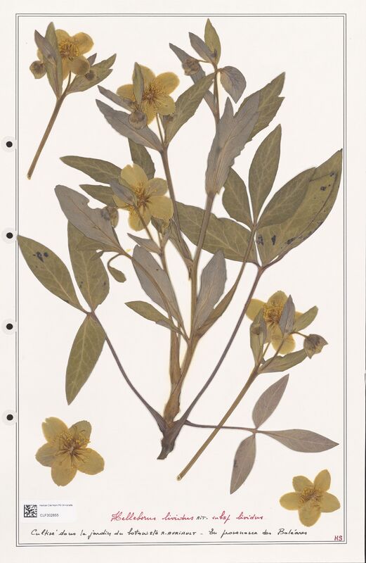 Helleborus lividus  (Ranunculaceae)