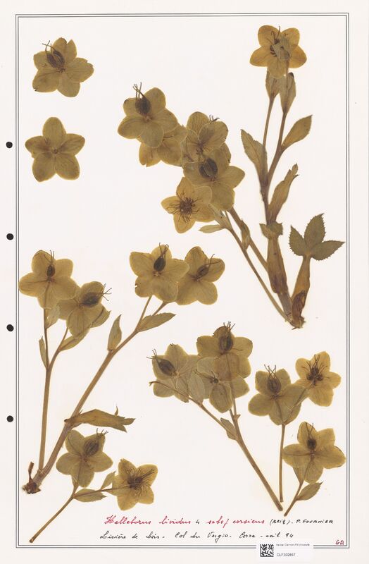 Helleborus lividus  (Ranunculaceae)