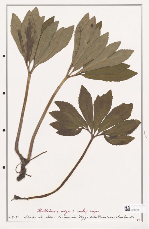 Helleborus niger  (Ranunculaceae)