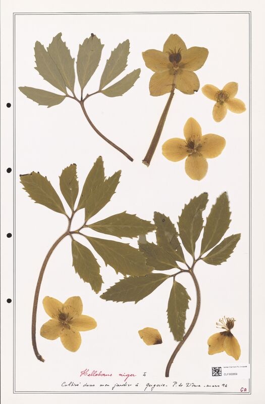 Helleborus niger  (Ranunculaceae)