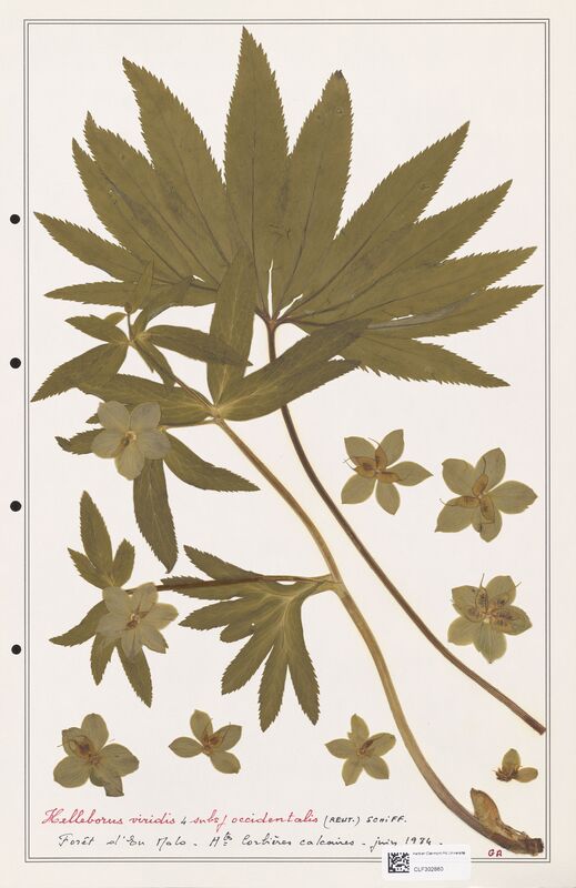 Helleborus viridis  (Ranunculaceae)