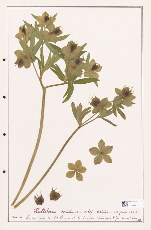 Helleborus viridis  (Ranunculaceae)