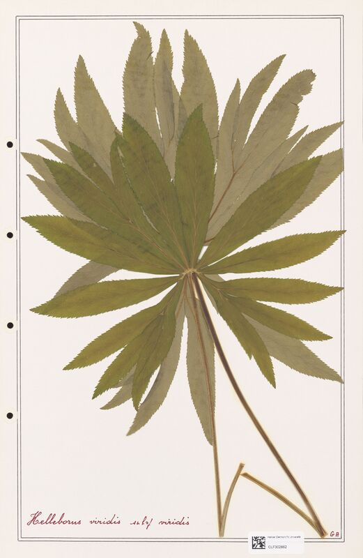 Helleborus viridis  (Ranunculaceae)