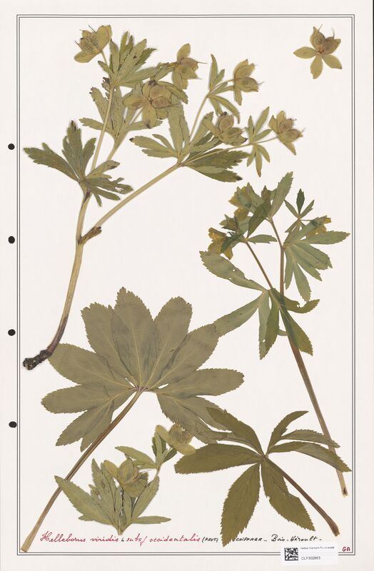 Helleborus viridis  (Ranunculaceae)