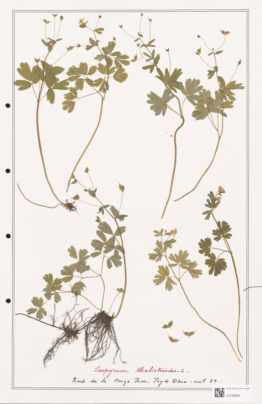 Isopyrum thalictroides  (Ranunculaceae)