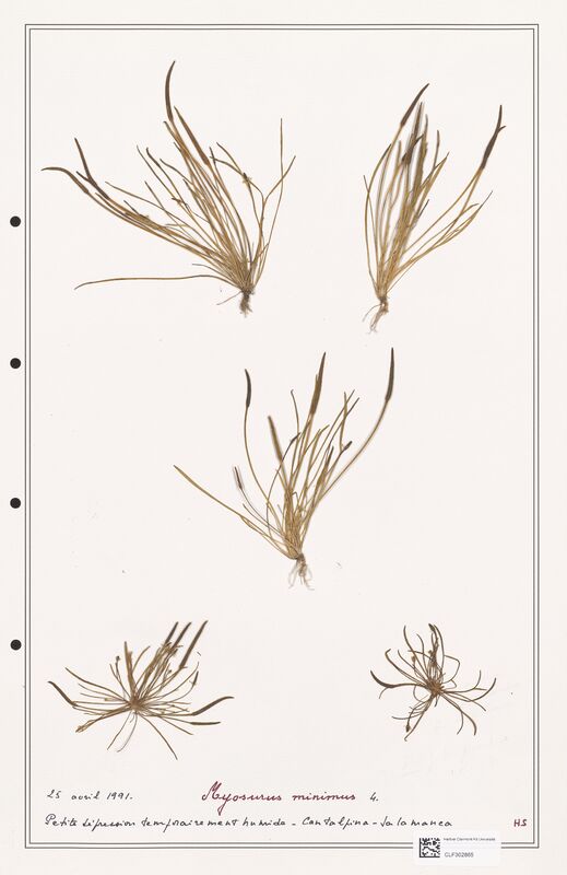 Myosurus minimus  (Ranunculaceae)