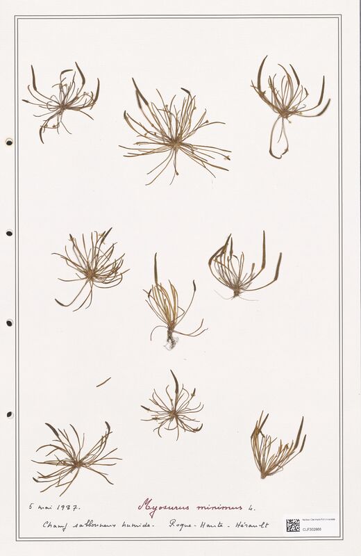 Myosurus minimus  (Ranunculaceae)