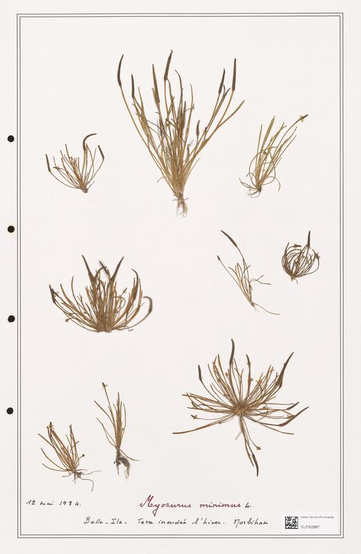 Myosurus minimus  (Ranunculaceae)