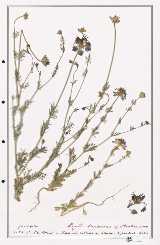 Nigella hispanica  (Ranunculaceae)