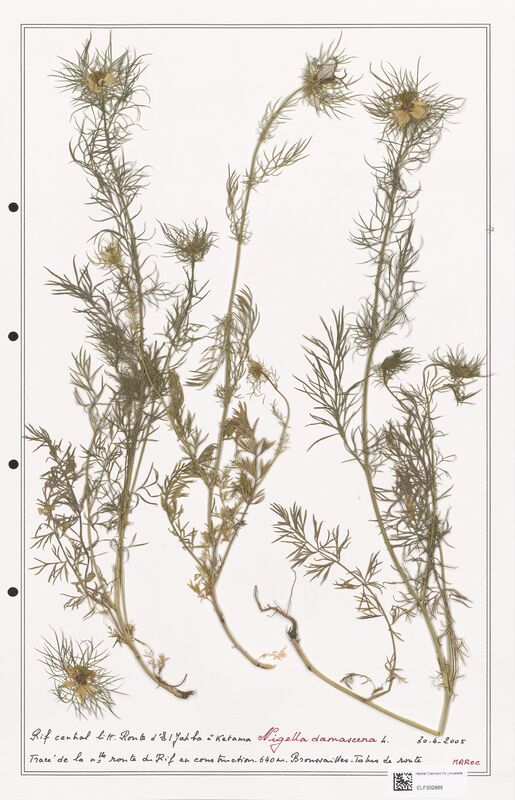 Nigella damascena  (Ranunculaceae)